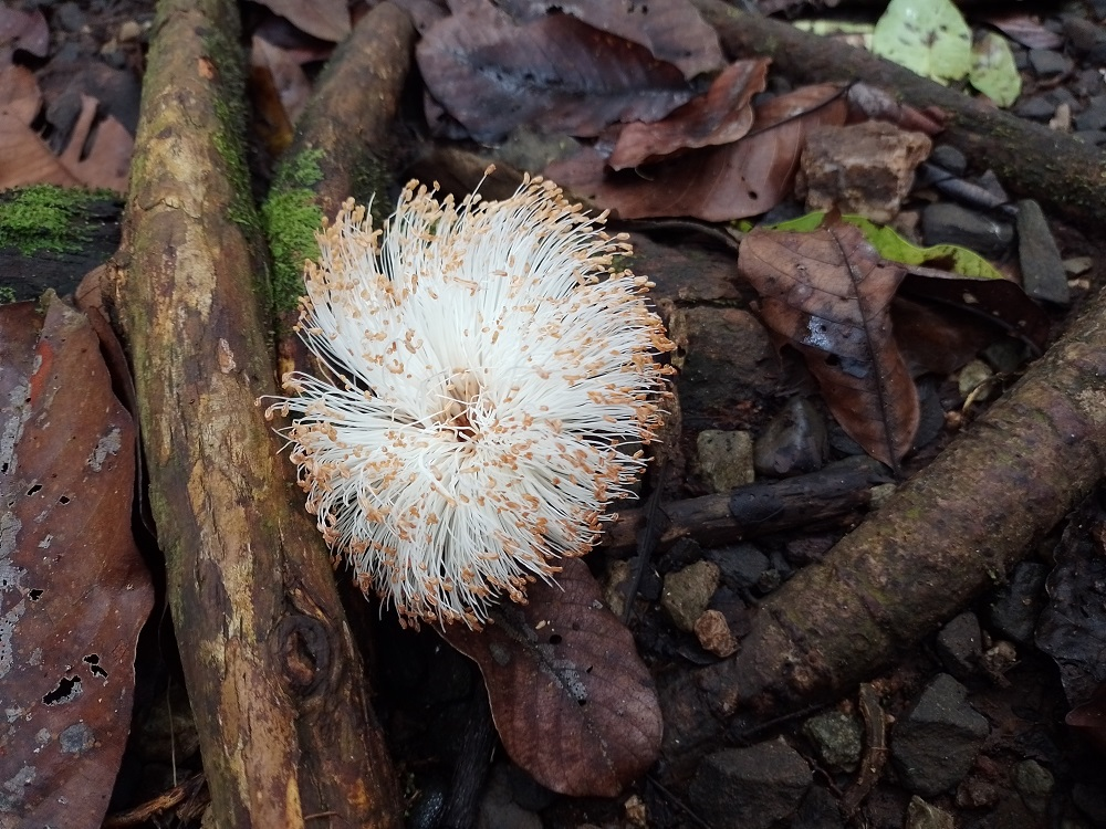 Chronicles of a biblio-naturalist