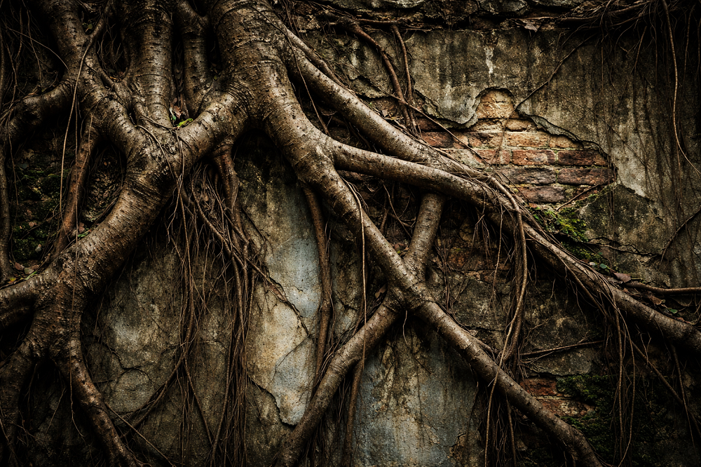 Crónicas de un biblio-naturalista