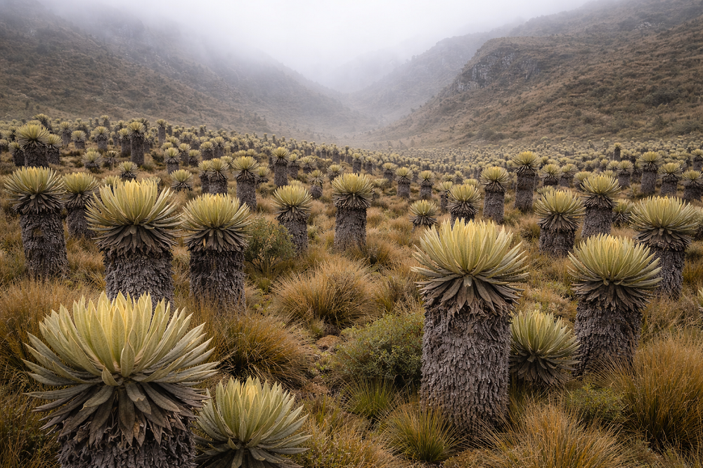 Chronicles of a biblio-naturalist