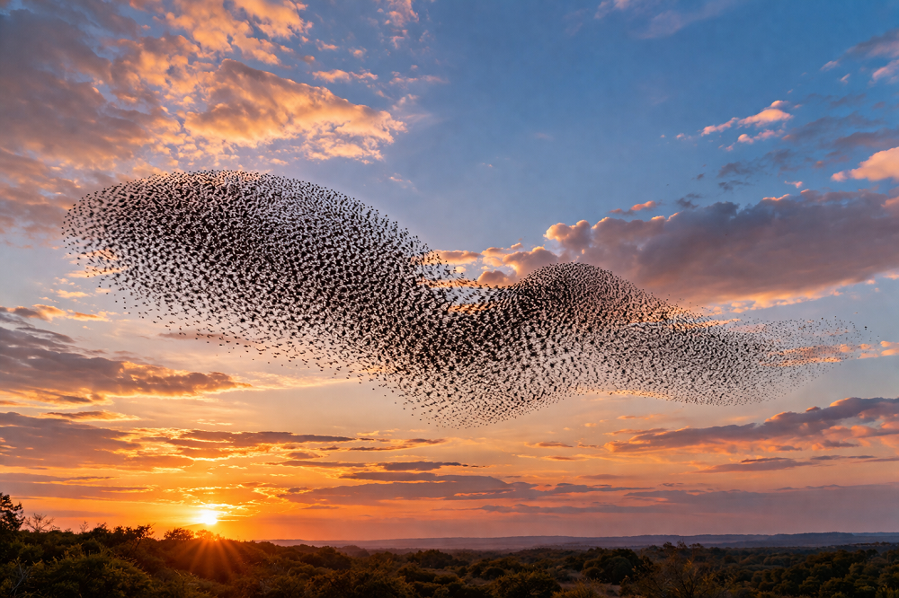 Crónicas de un biblio-naturalista