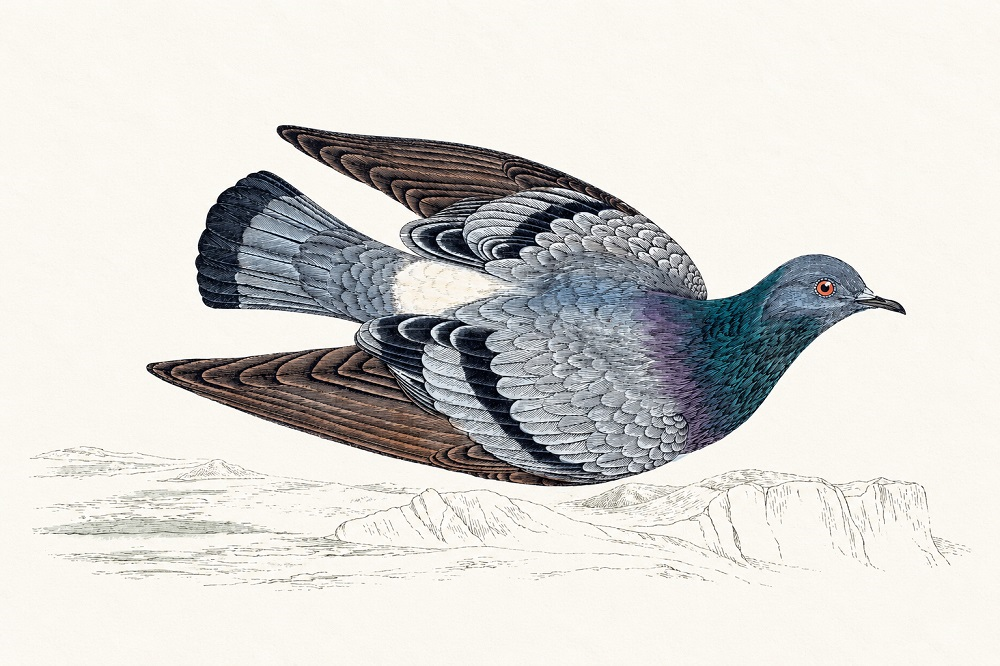 Crónicas de un biblio-naturalista